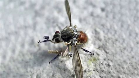 tiny mosquito drones